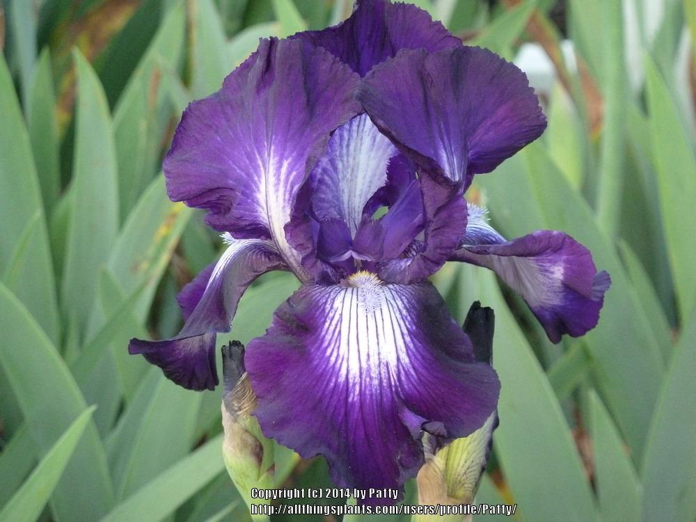 Photo of Tall Bearded Iris (Iris 'Exotic Star') uploaded by Patty
