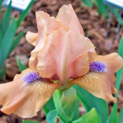Location: My Gardens
Date: April 25, 2006
Profile Of Single Bloom