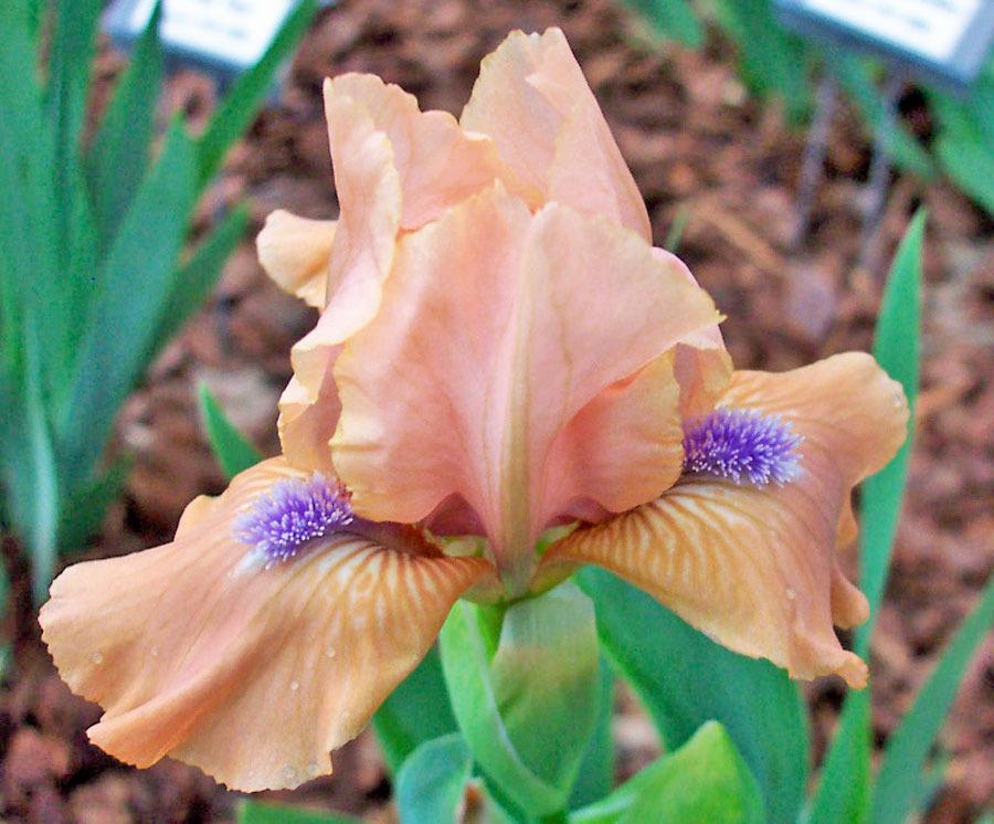 Photo of Standard Dwarf Bearded Iris (Iris 'Cocoa Pink') uploaded by TBGDN