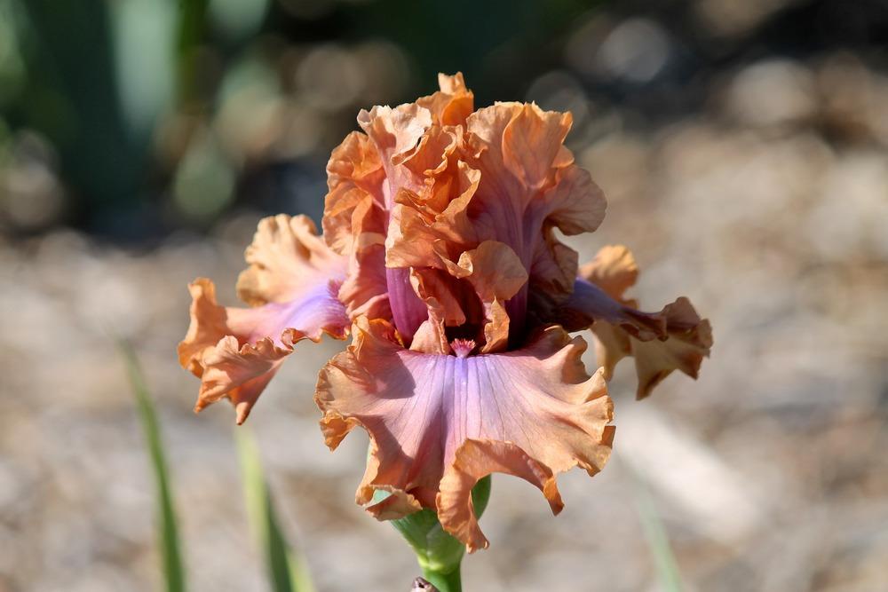 Photo of Tall Bearded Iris (Iris 'I Must Have It') uploaded by ARUBA1334