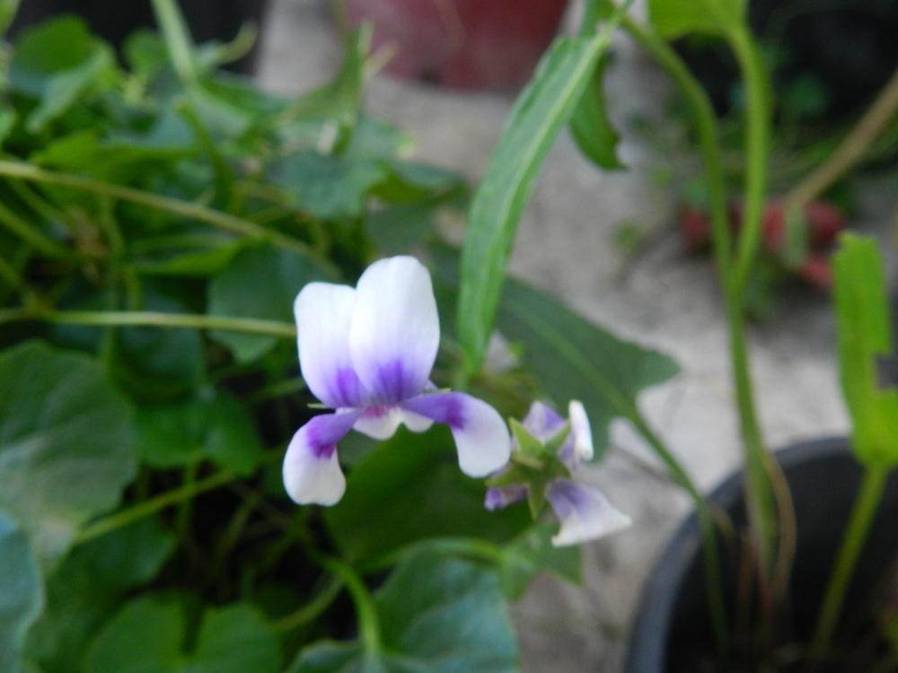 Photo of Ivy-Leaf Violet (Viola hederacea) uploaded by Gleni