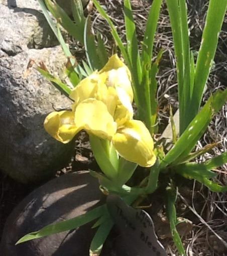 Photo of Standard Dwarf Bearded Iris (Iris 'Thrice Blessed') uploaded by Jewell