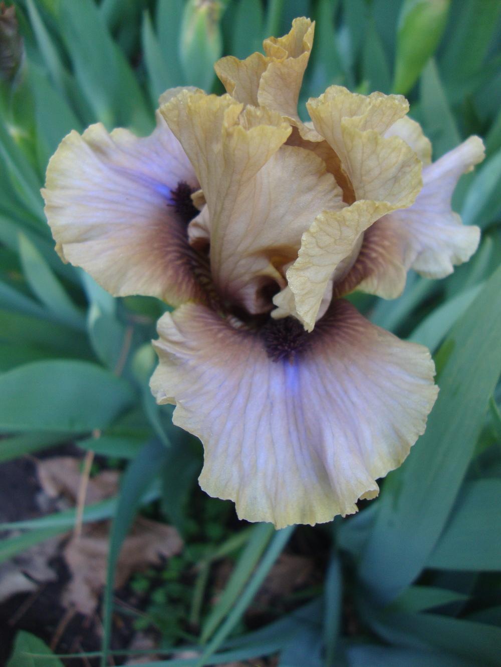 Photo of Intermediate Bearded Iris (Iris 'Glances') uploaded by Paul2032