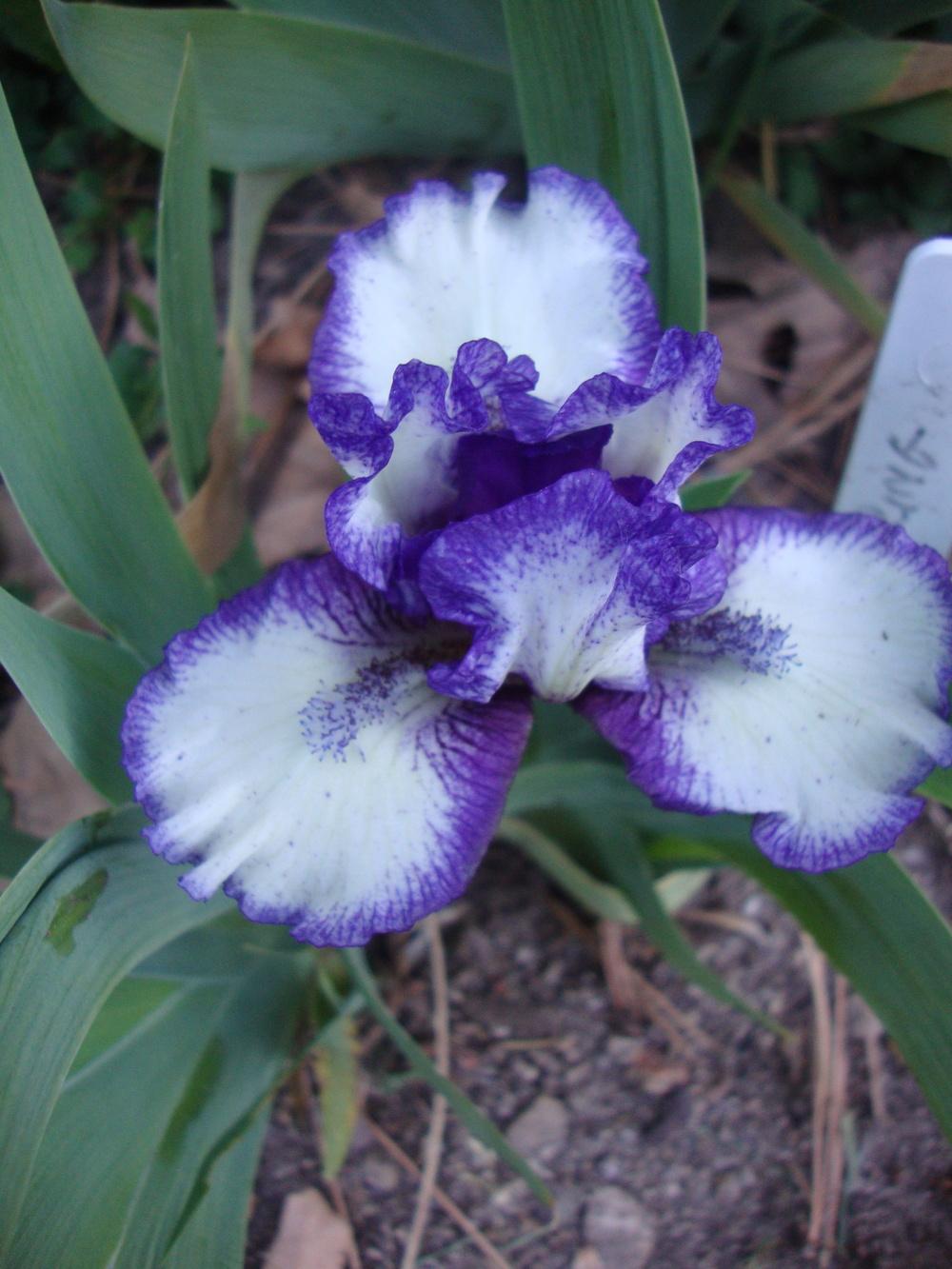 Photo of Standard Dwarf Bearded Iris (Iris 'Fairy Ring') uploaded by Paul2032