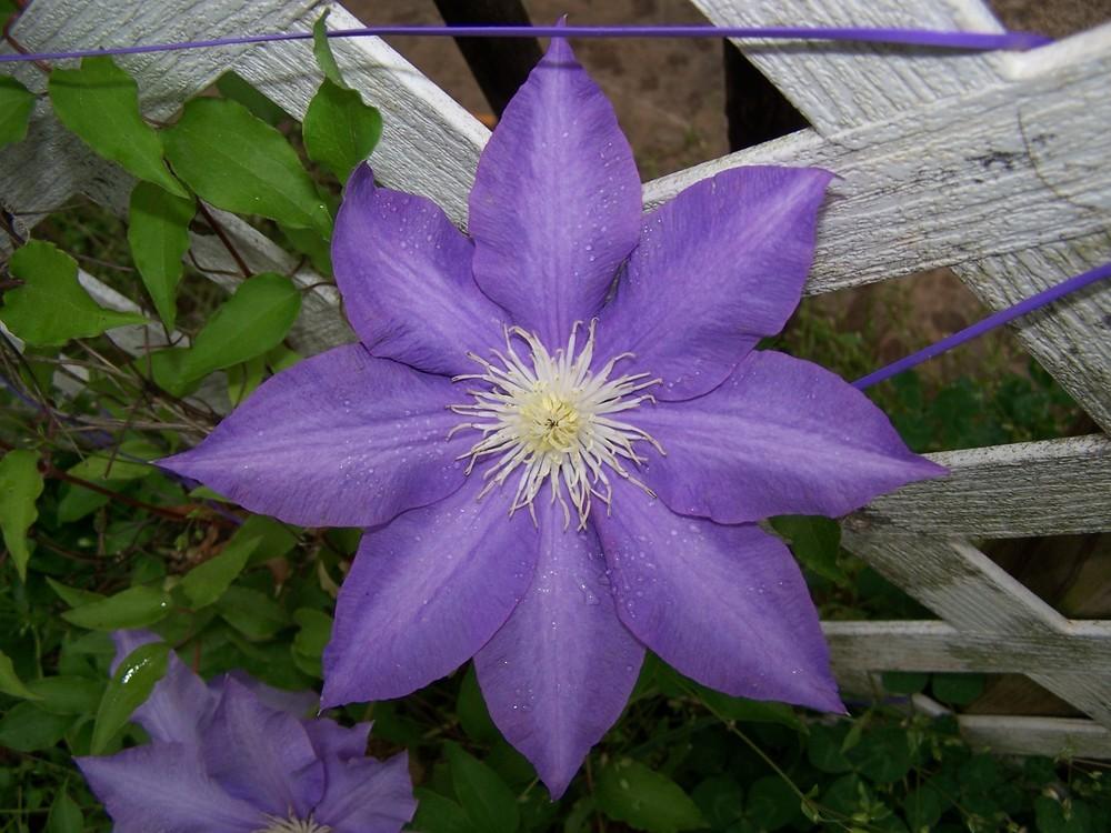 Photo of Clematis 'H.F. Young' uploaded by chickhill
