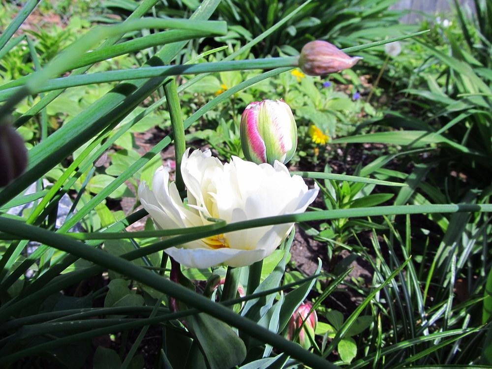 Photo of Double Late Tulip (Tulipa 'Ice Cream') uploaded by jmorth