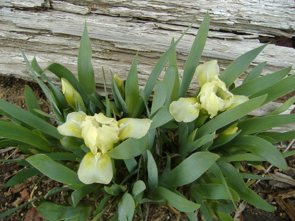 Photo of Miniature Dwarf Bearded Iris (Iris 'Pussytoes') uploaded by tveguy3