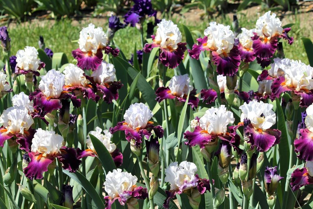 Photo of Tall Bearded Iris (Iris 'Connection') uploaded by ARUBA1334