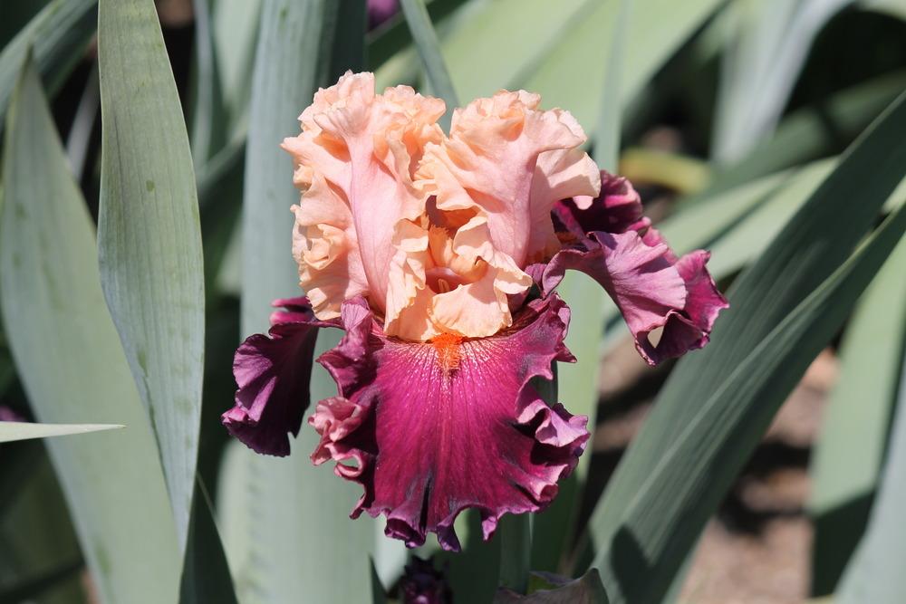 Photo of Tall Bearded Iris (Iris 'Darn Tootin') uploaded by ARUBA1334