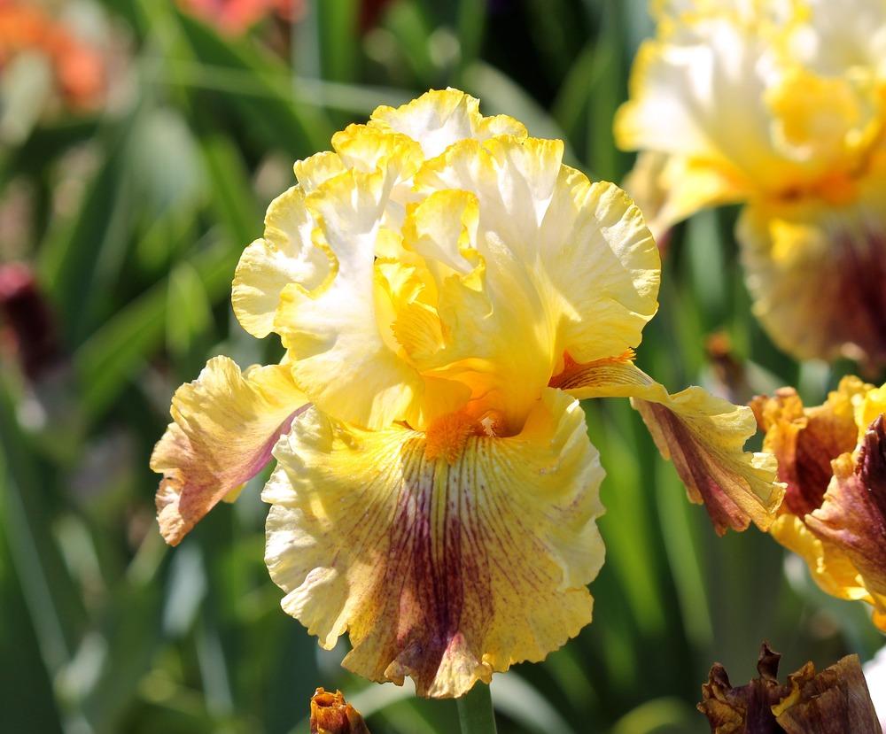 Photo of Tall Bearded Iris (Iris 'Brainstorm') uploaded by ARUBA1334