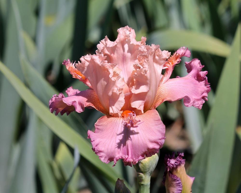 Photo of Tall Bearded Iris (Iris 'Petal Pushers') uploaded by ARUBA1334