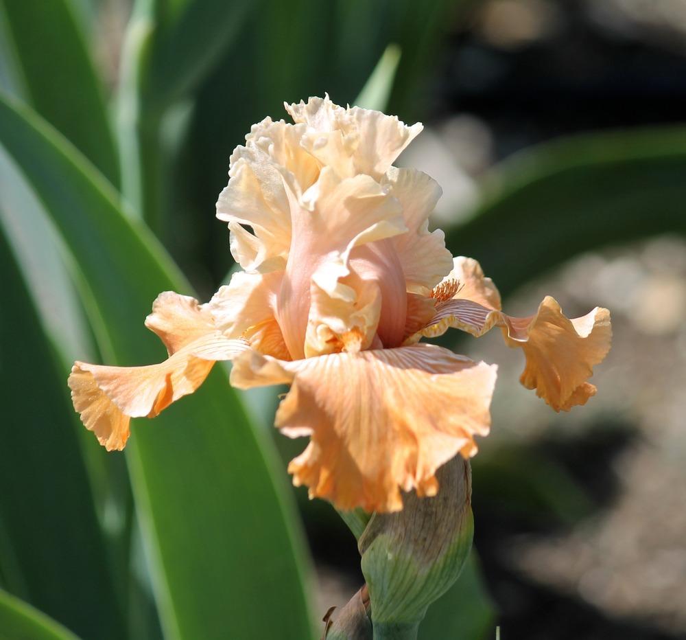 Photo of Tall Bearded Iris (Iris 'Mandarin Morning') uploaded by ARUBA1334