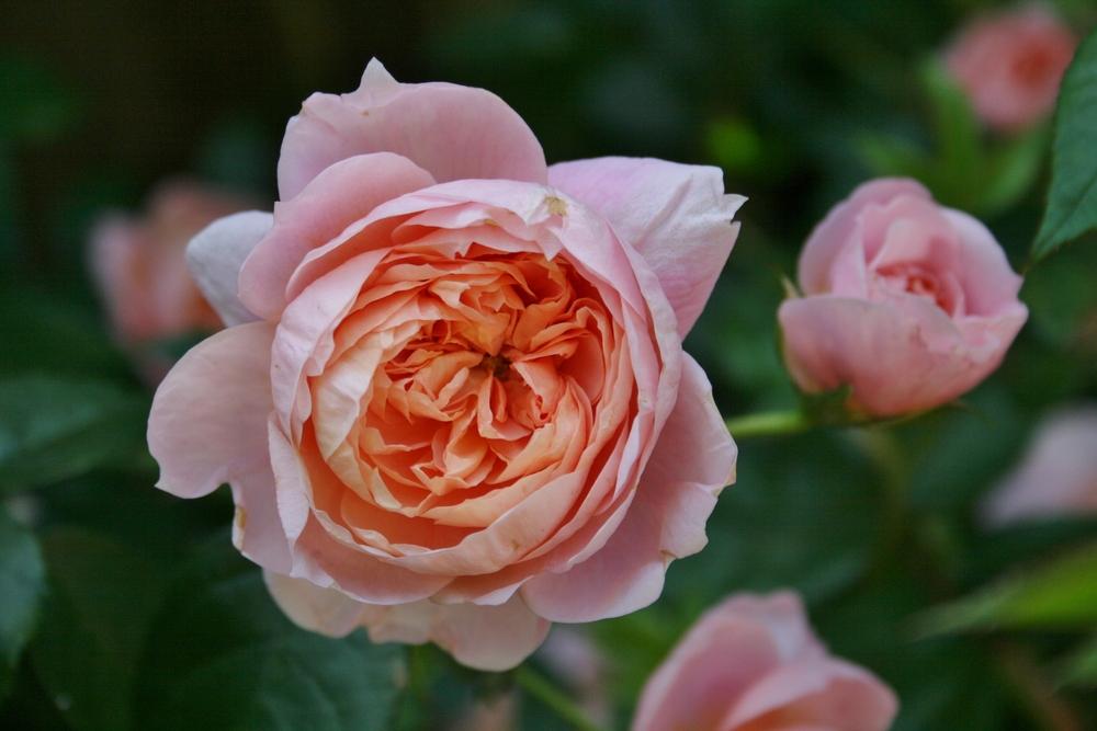 Photo of Rose (Rosa 'Colette') uploaded by Calif_Sue