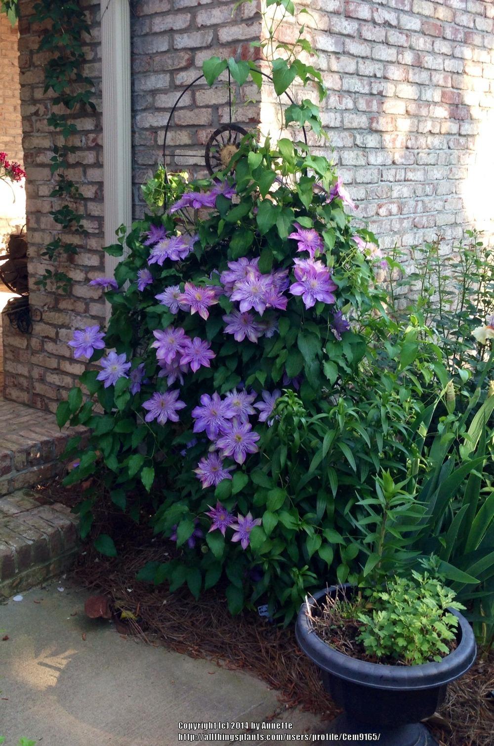 Photo of Clematis Crystal Fountain™ uploaded by Cem9165