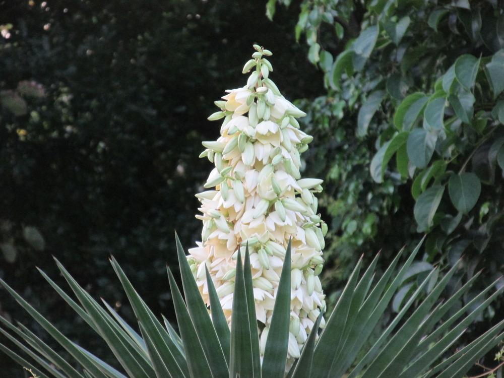 Photo of Spanish Bayonet (Yucca aloifolia) uploaded by Dutchlady1
