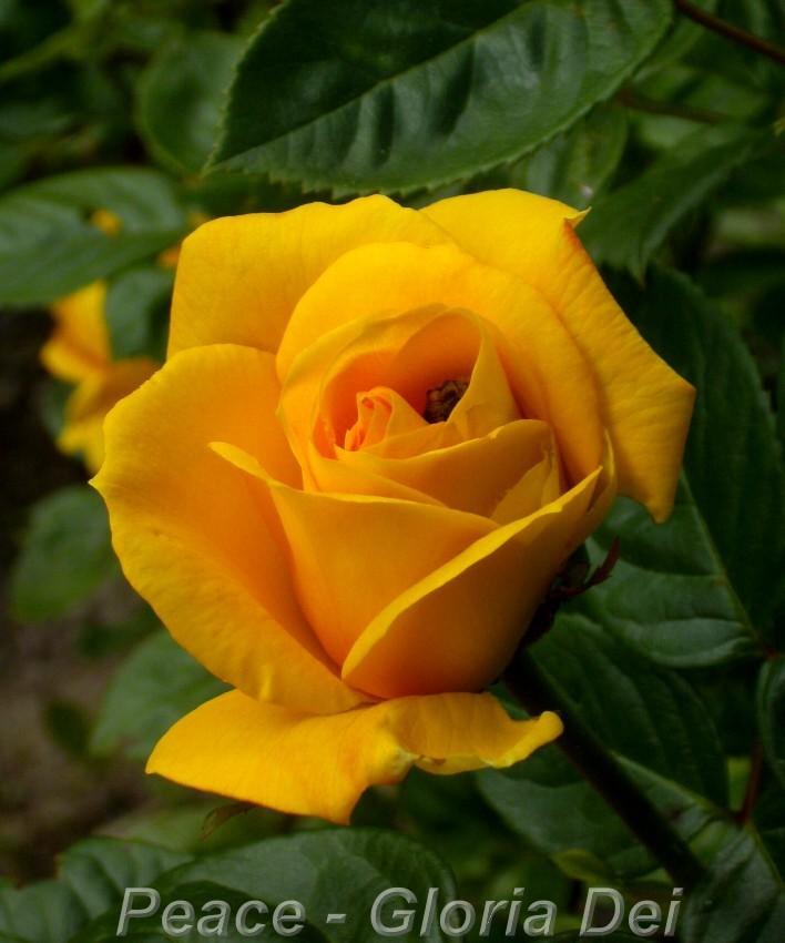 Photo of Hybrid Tea Rose (Rosa 'Peace') uploaded by Heart2Heart