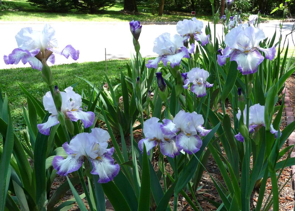 Photo of Tall Bearded Iris (Iris 'Spinning Wheel') uploaded by Lestv