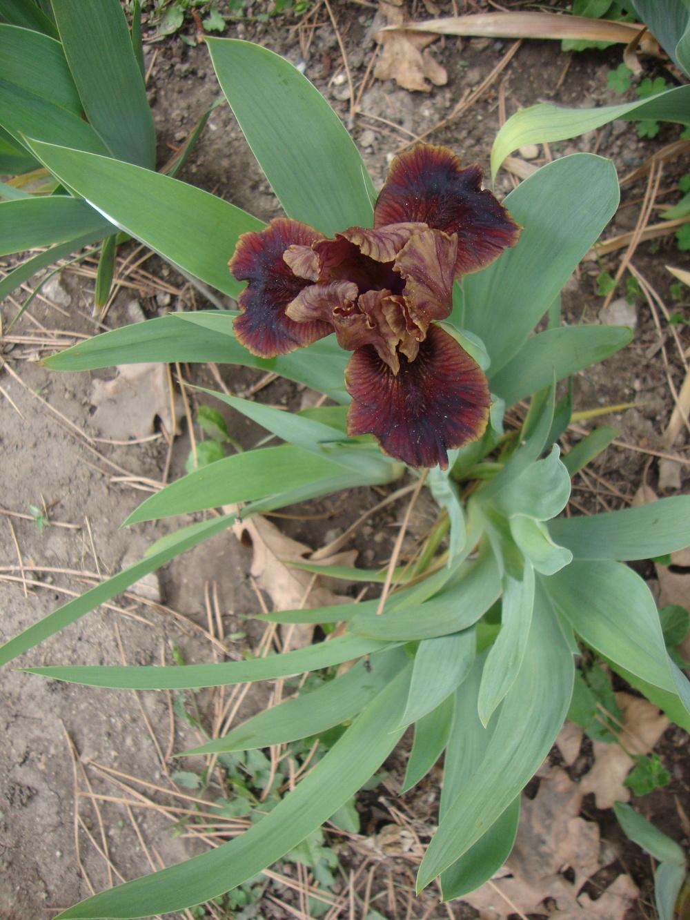 Photo of Standard Dwarf Bearded Iris (Iris 'Death by Chocolate') uploaded by Paul2032