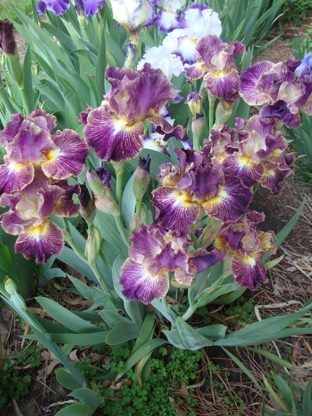 Photo of Border Bearded Iris (Iris 'Sheer Excitement') uploaded by Paul2032