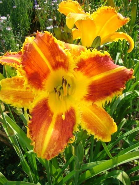 Photo of Daylily (Hemerocallis 'Fang and Claw') uploaded by chalyse