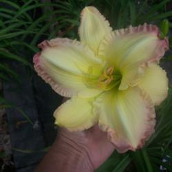 Location: Beautiful Tennessee 
Date: summer 2013
a realy beautiful daylilly