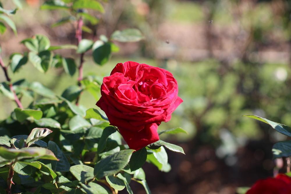 Photo of Rose (Rosa 'Liebeszauber') uploaded by dave