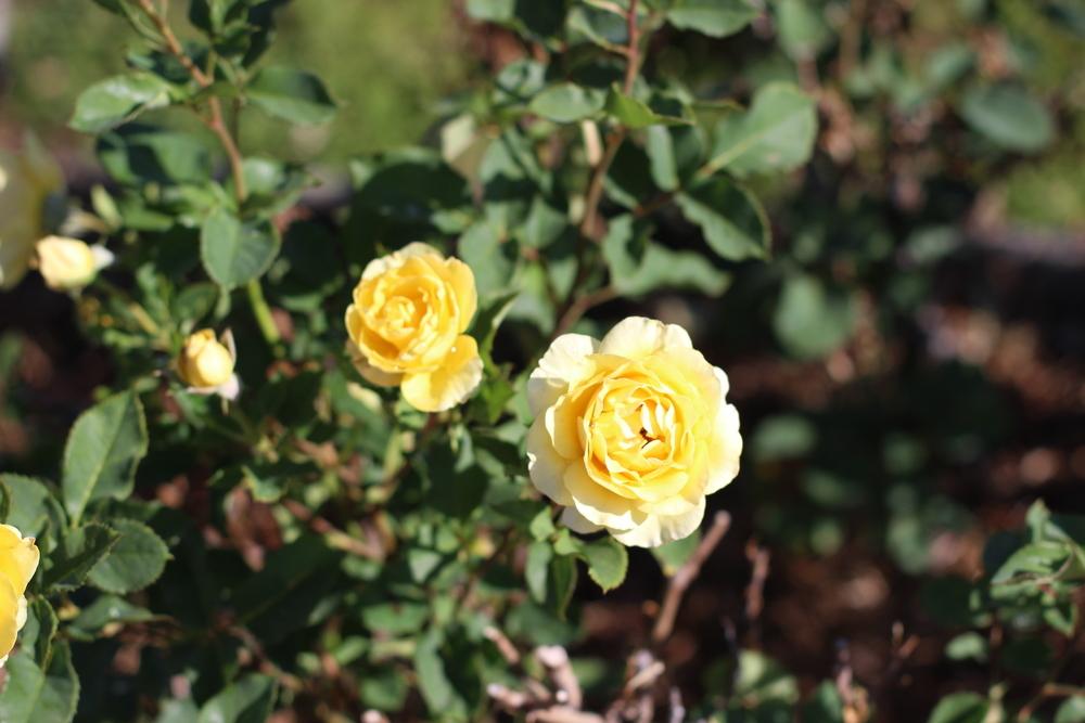 Photo of Rose (Rosa 'Princess Alice') uploaded by dave