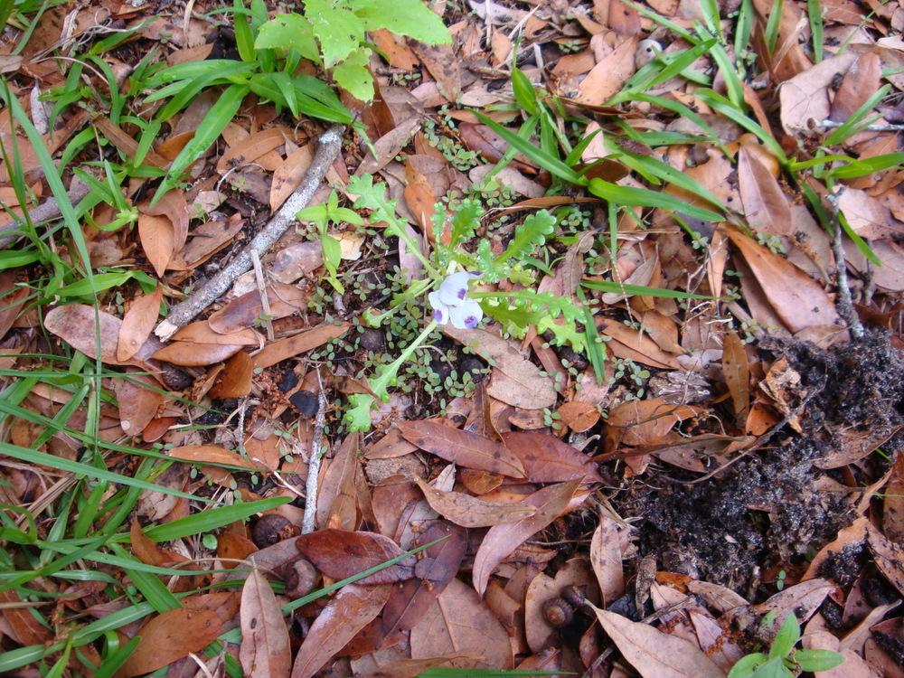 Photo of Fivespot (Nemophila maculata) uploaded by flaflwrgrl