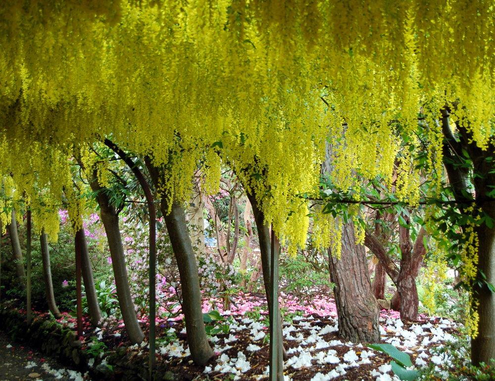 Photo of Goldenchain Tree (Laburnum x watereri) uploaded by jerseyridgearts