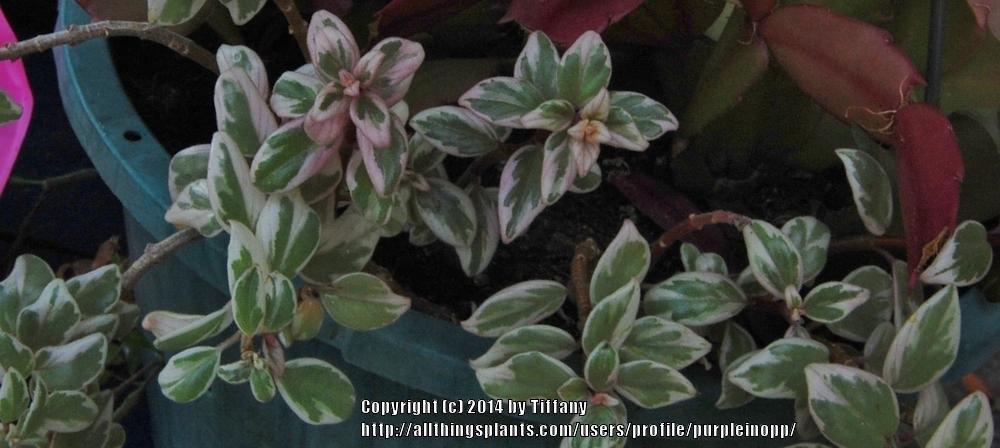 Photo of Goldfish Plant (Columnea 'Frosty Hills') uploaded by purpleinopp