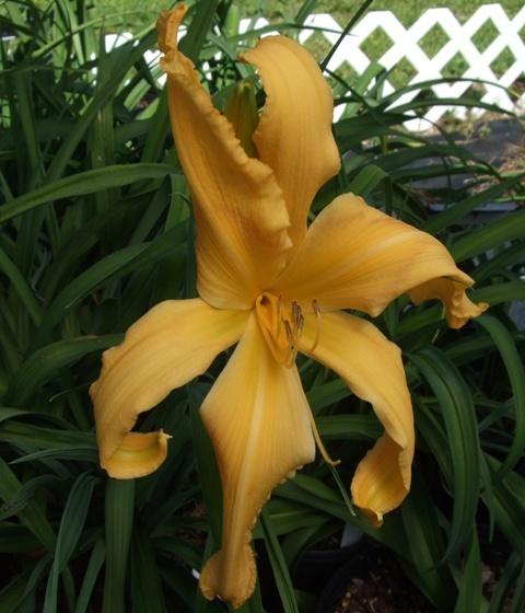 Photo of Daylily (Hemerocallis 'Oops Another Miracle') uploaded by spunky1