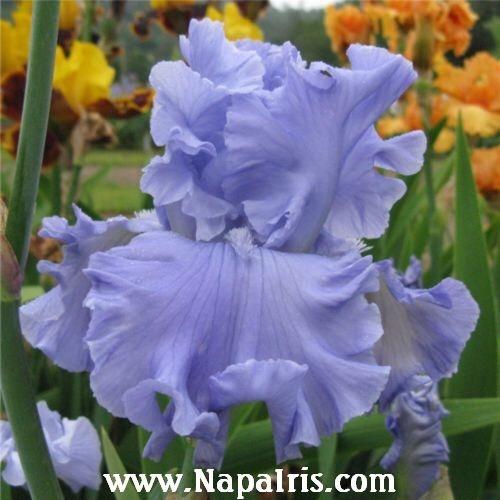 Photo of Tall Bearded Iris (Iris 'Abiqua Falls') uploaded by Calif_Sue