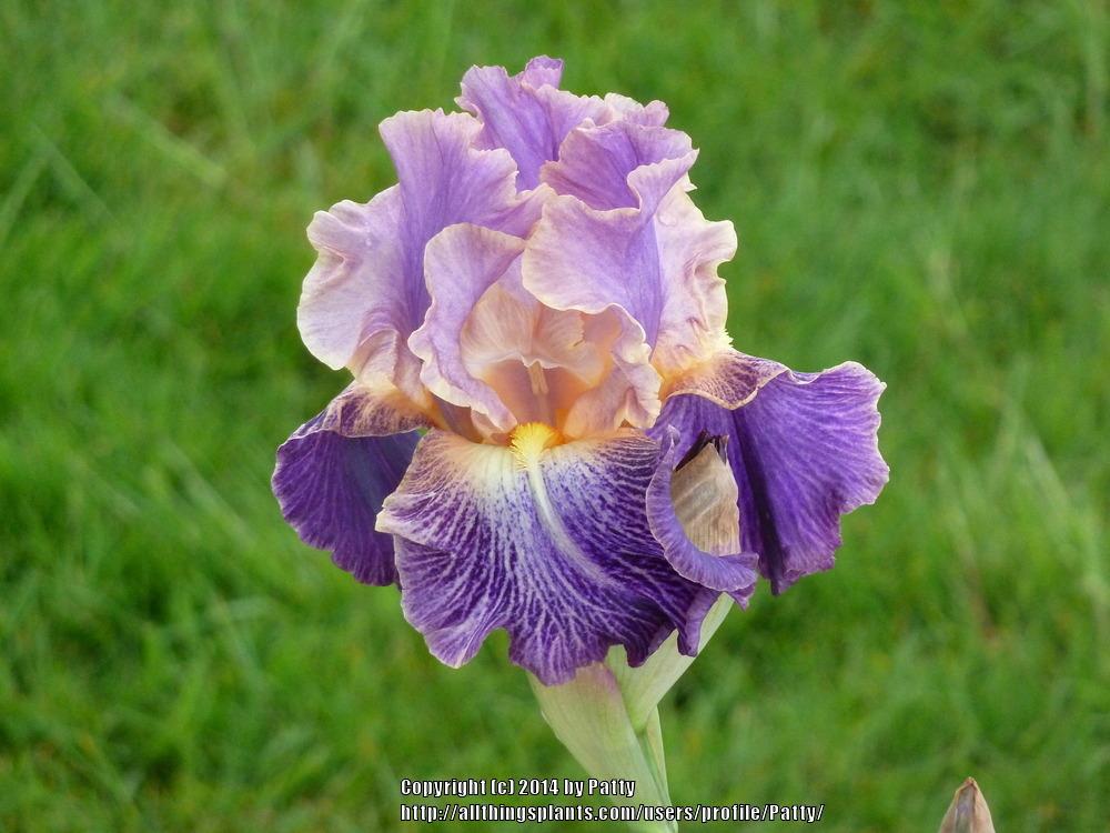 Photo of Tall Bearded Iris (Iris 'Elizabethan Age') uploaded by Patty