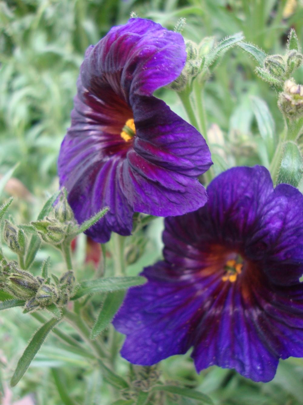 Photo of Painted Tongue (Salpiglossis sinuata 'Kew Blue') uploaded by Paul2032