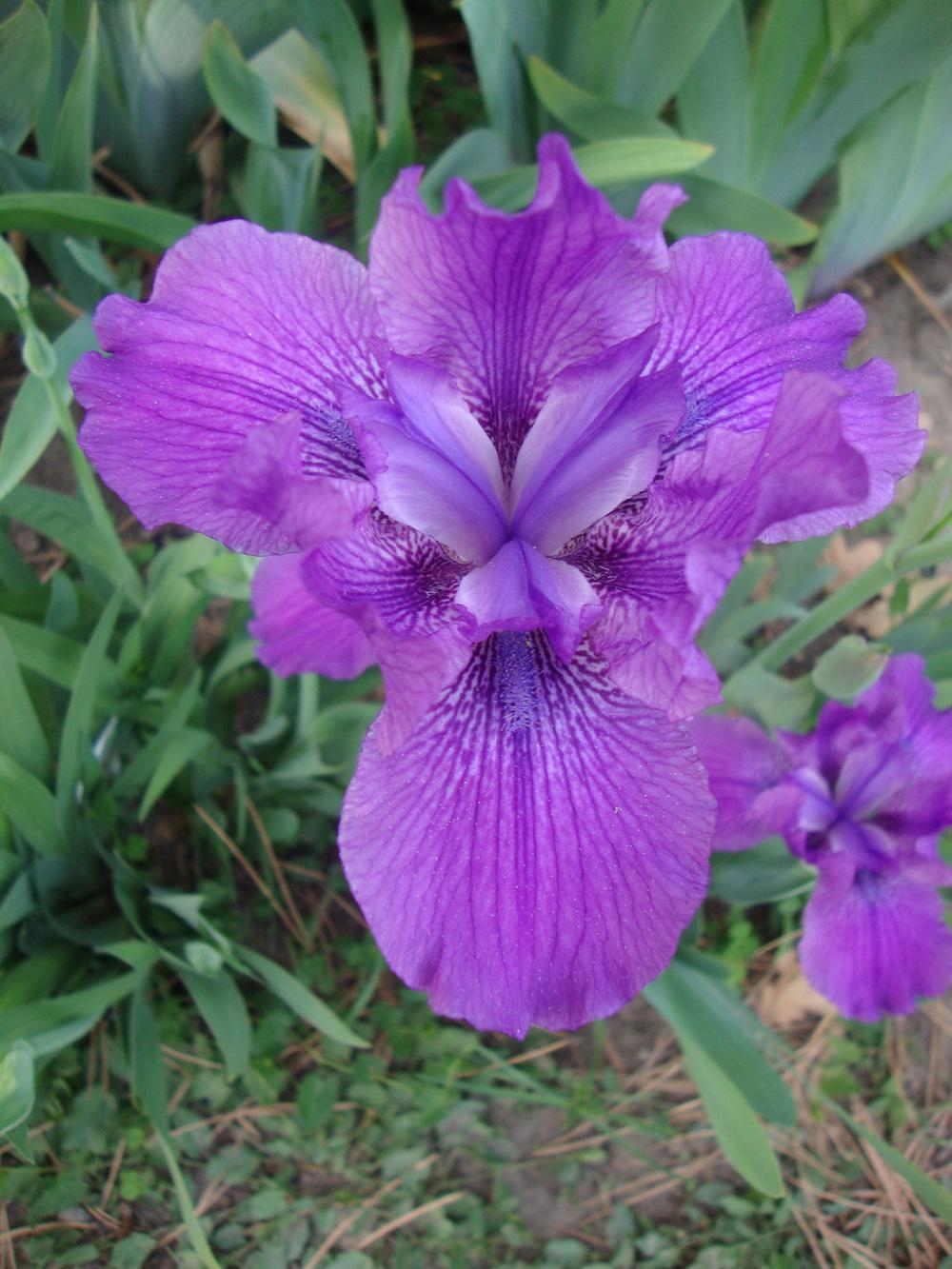 Photo of Species X Iris (Iris 'Plum Duck') uploaded by Paul2032
