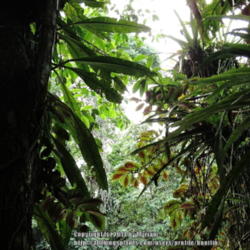 Location: Rainforest, Paraty, Brazil
Date: 2014-01-06