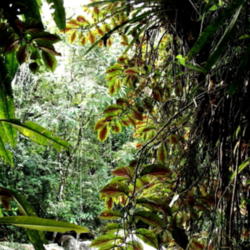 Location: Rainforest, Paraty, Brazil
Date: 2014-01-06