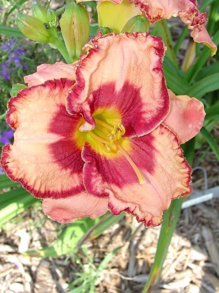 Photo of Daylily (Hemerocallis 'In Too Deep') uploaded by chalyse