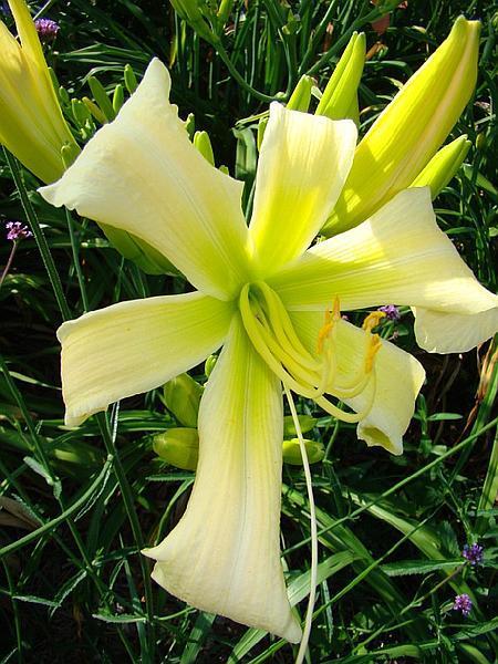 Photo of Daylily (Hemerocallis 'Heavenly Ghostrider') uploaded by chalyse
