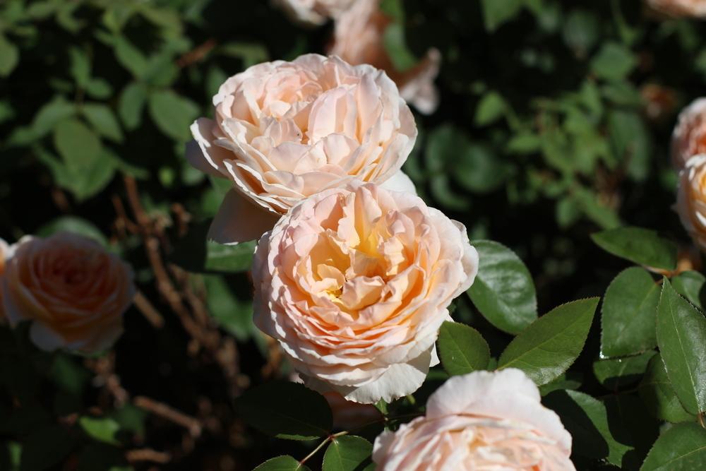 Photo of Rose (Rosa 'Tamora') uploaded by dave