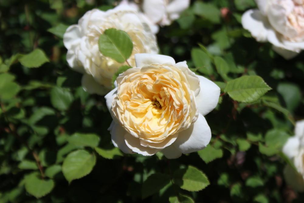 Photo of Rose (Rosa 'Crocus Rose') uploaded by dave