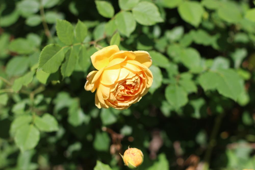 Photo of Rose (Rosa 'Golden Celebration') uploaded by dave