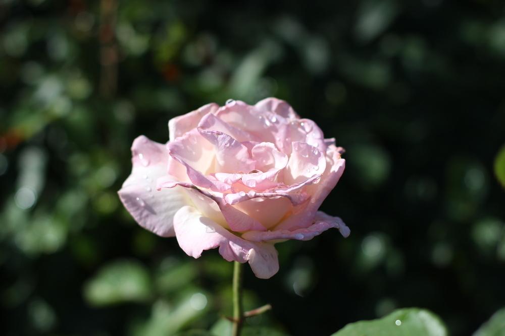 Photo of Rose (Rosa 'Pink Promise') uploaded by dave