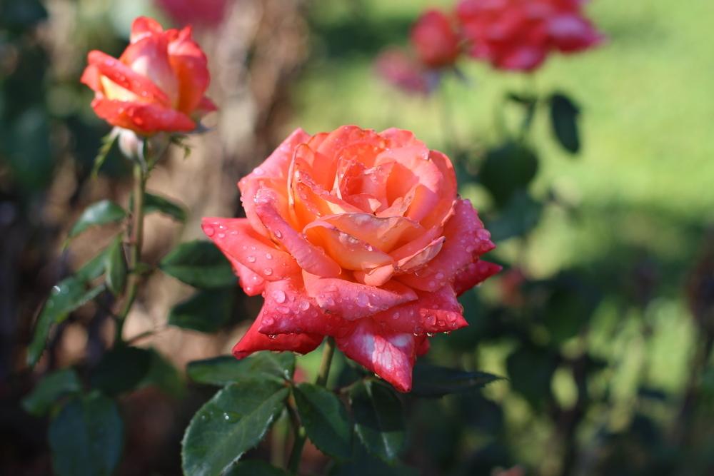Photo of Rose (Rosa 'Octoberfest') uploaded by dave