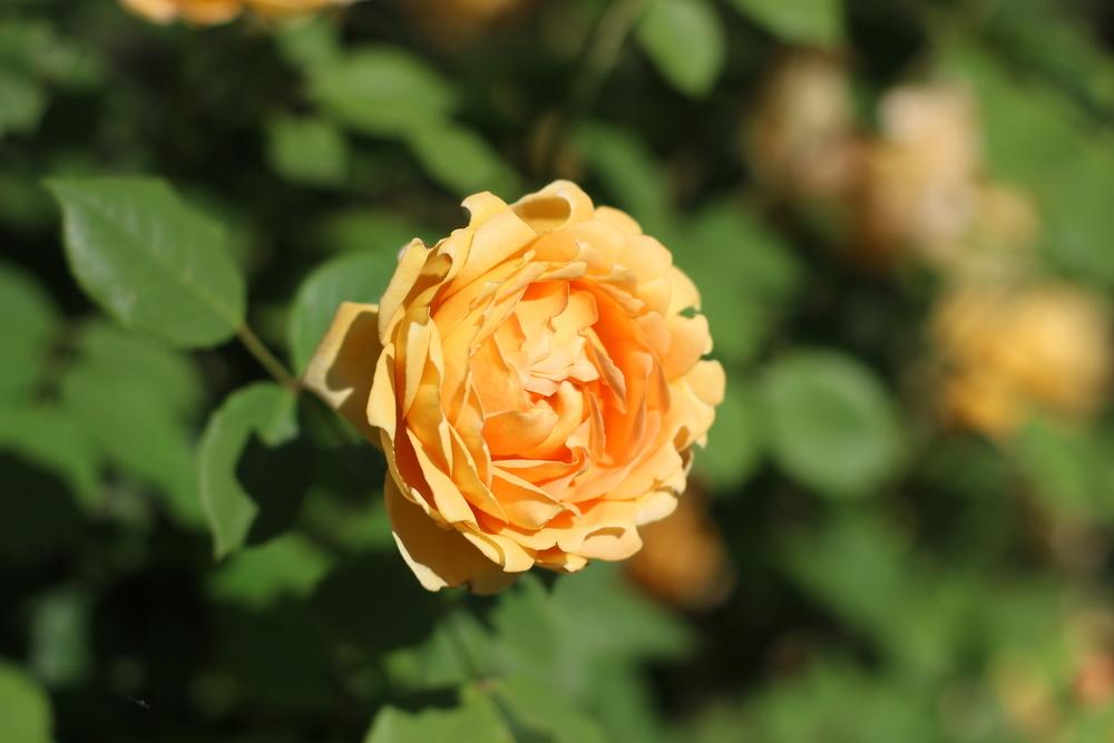 Photo of Rose (Rosa 'Golden Celebration') uploaded by dave