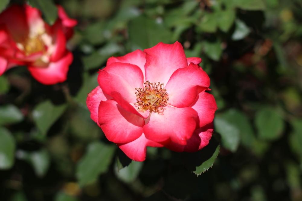 Photo of Rose (Rosa 'Betty Boop') uploaded by dave