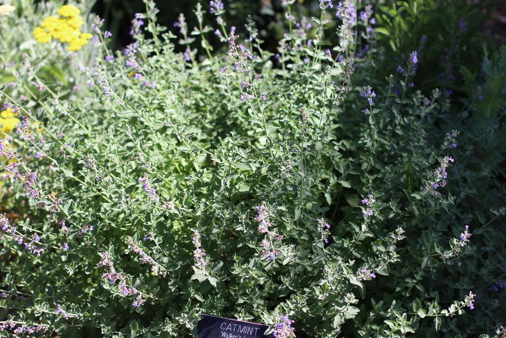 Photo of Catmint (Nepeta x faassenii 'Walker's Low') uploaded by dave