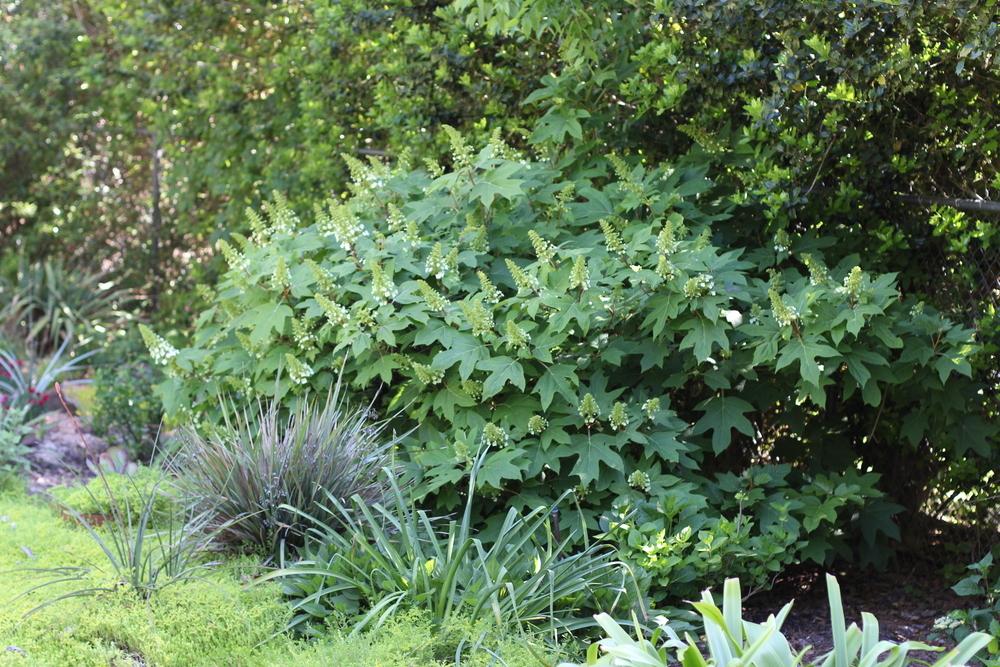Photo of Oakleaf Hydrangea (Hydrangea quercifolia) uploaded by dave
