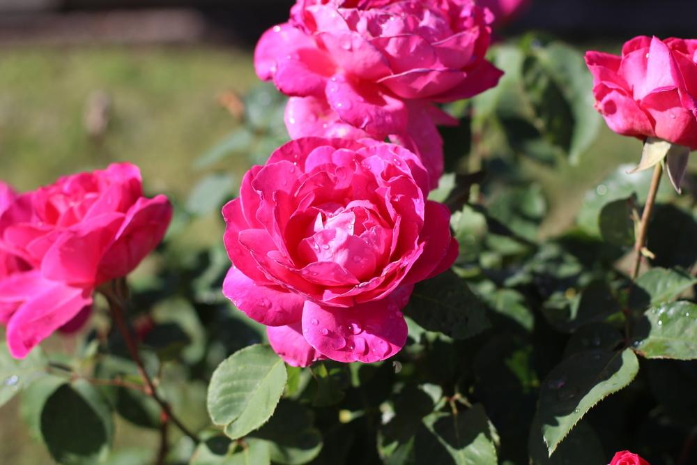 Photo of Rose (Rosa 'Pink Peace') uploaded by dave