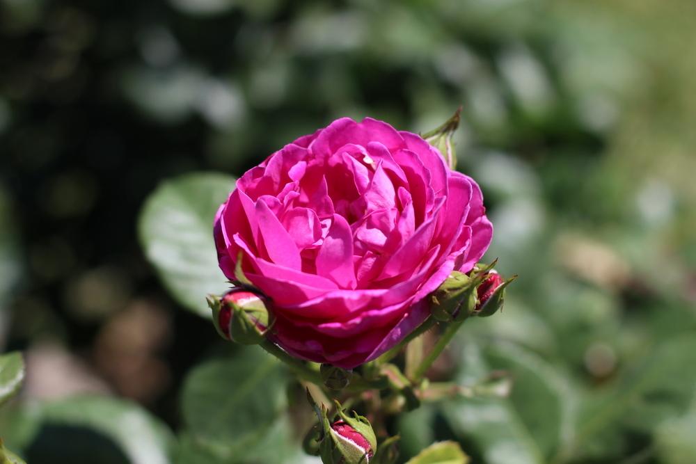Photo of Rose (Rosa 'Purple Heart') uploaded by dave